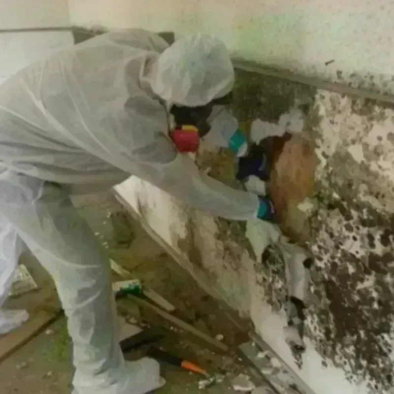 Mold Remediation and Removal in Tanaina, AK